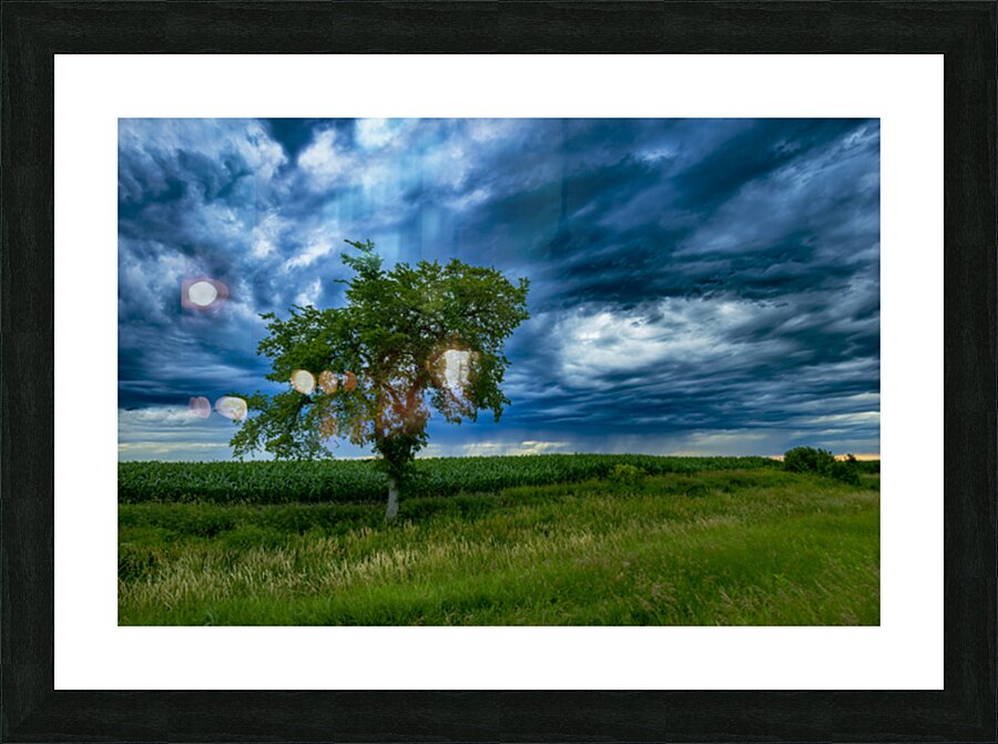 Lone Tree After the Storm Picture Frame print