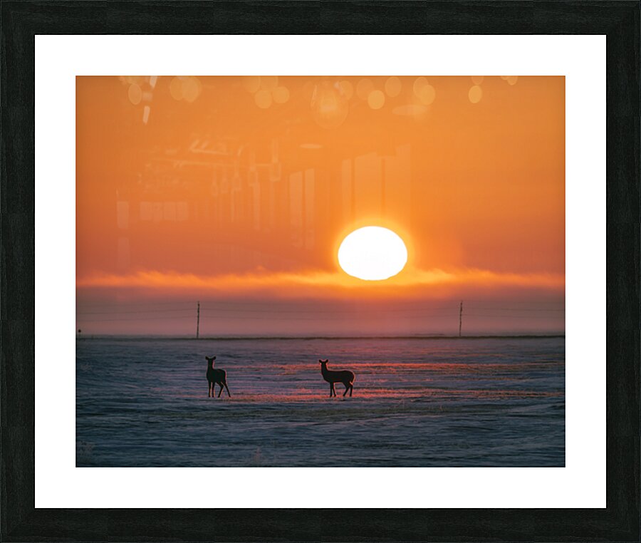 Deer in Sunrise Picture Frame print