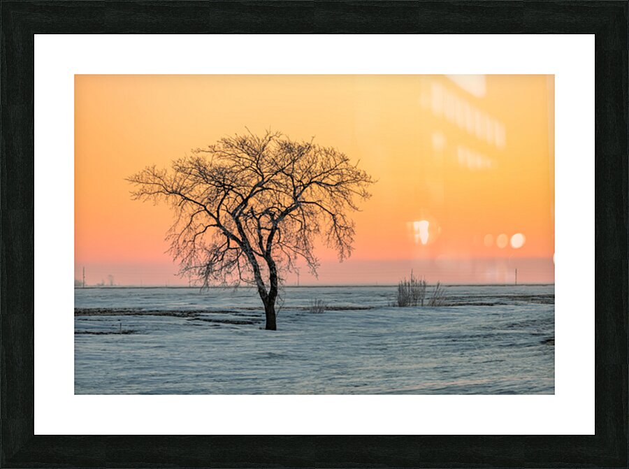 Lone Tree in Pastel Picture Frame print