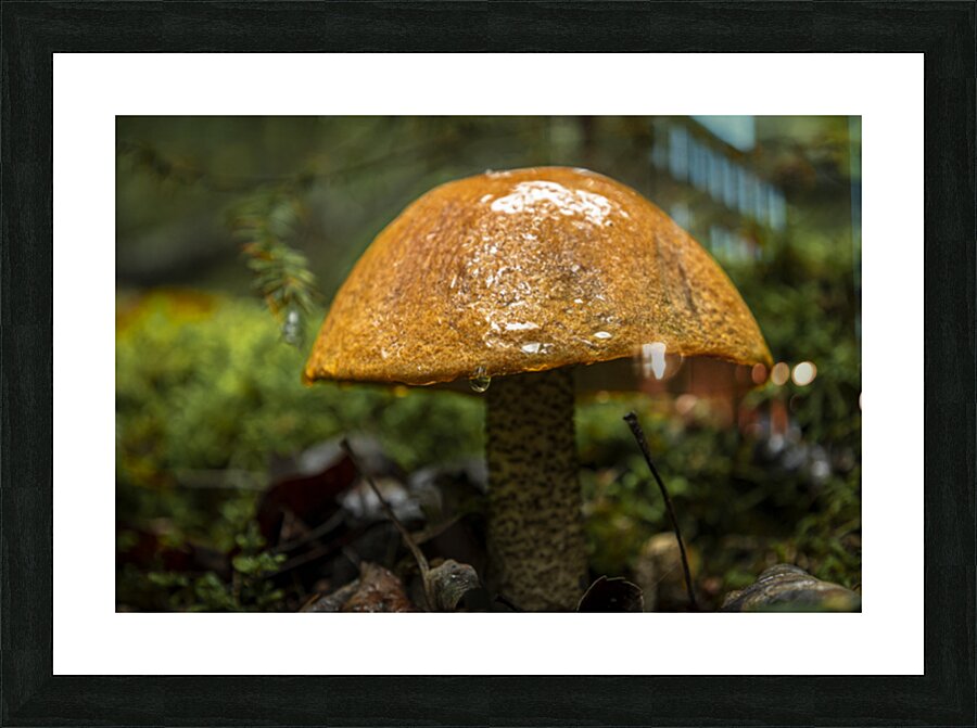Mushroom after the rain Picture Frame print