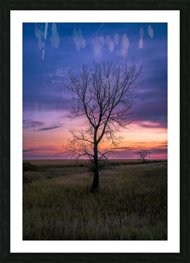 Lone Tree at Sunrise Picture Frame print