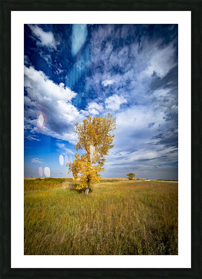 Lone Trees in the Fall Picture Frame print