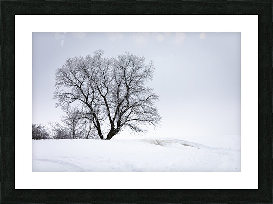 Lone Tree in Hoarfrost Picture Frame print