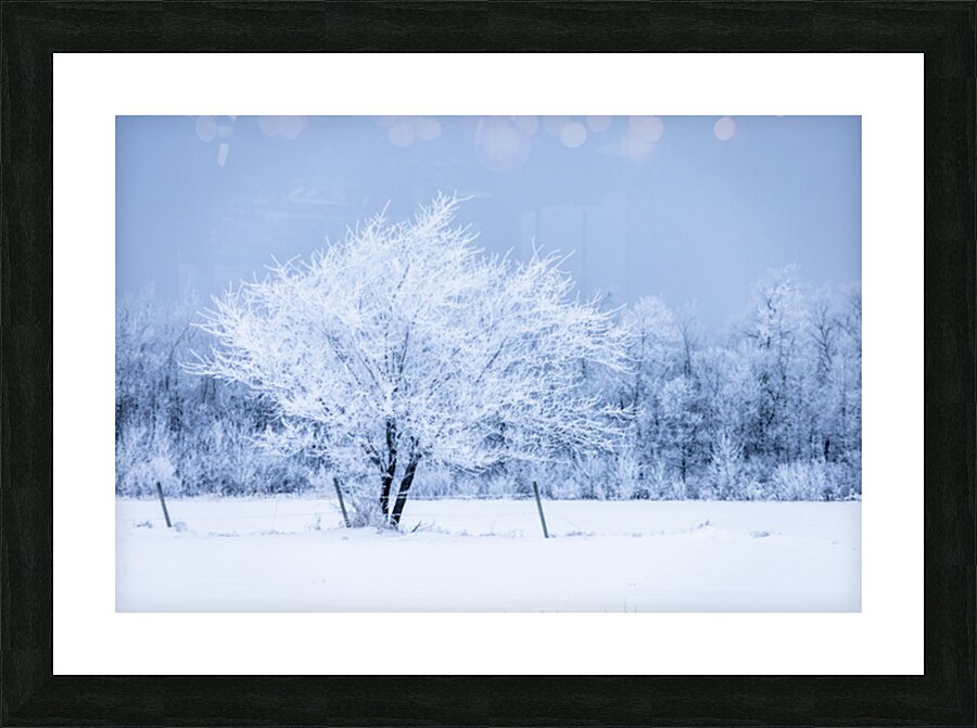 Lone Tree in Hoarfrost Impression et Cadre photo