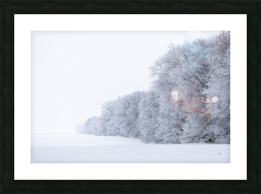 Tree Row in Hoarfrost Picture Frame print