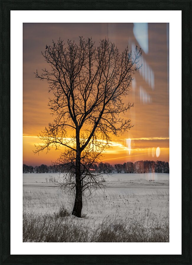 Lone Tree at Sunrise Picture Frame print