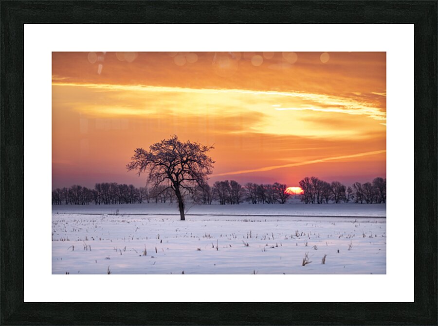 Lone Tree at Sunrise Picture Frame print