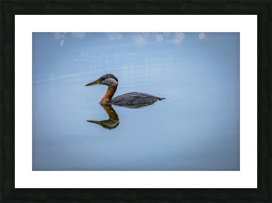 Duck Reflection Picture Frame print