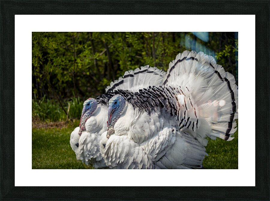 Turkeys Picture Frame print