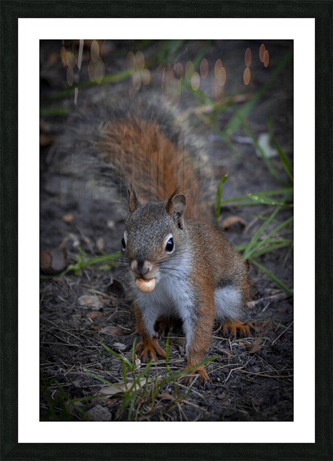 Squirrel Go Nuts Picture Frame print