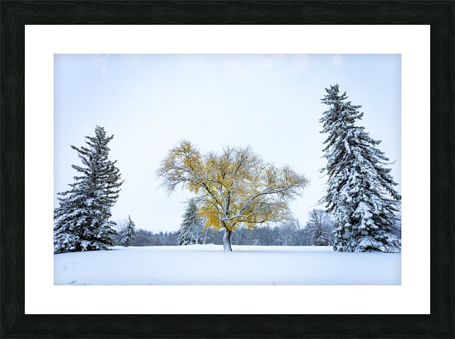 Trees Under the First Snow Picture Frame print