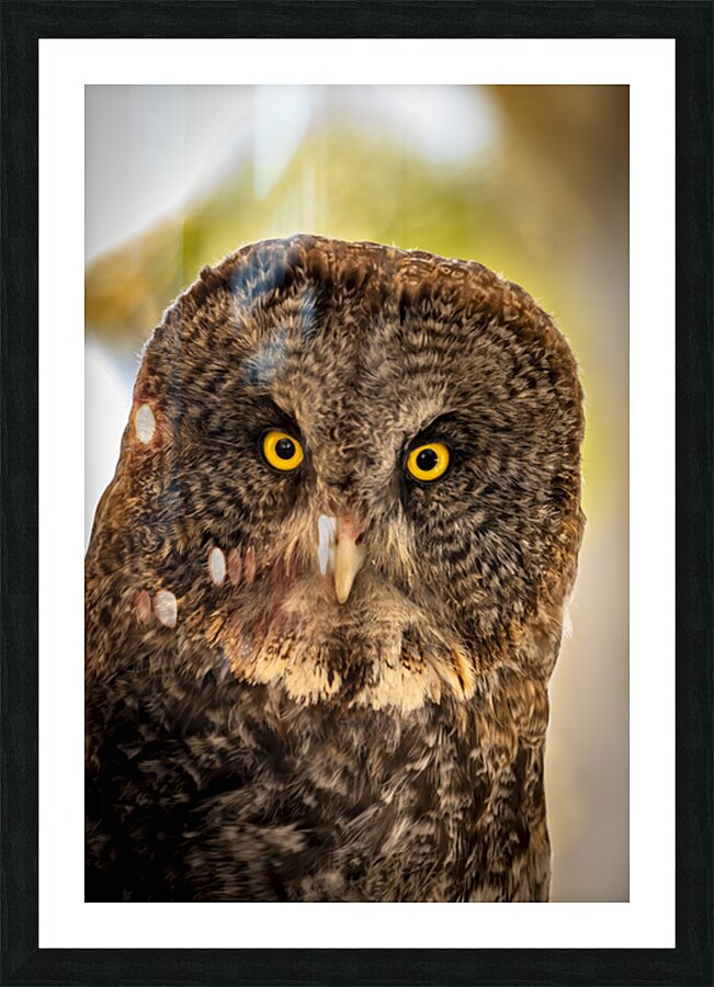 Owls Gaze Picture Frame print