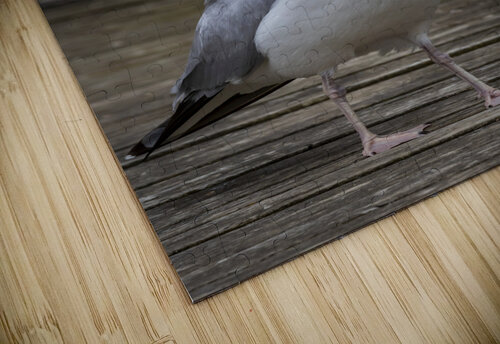 Gull Marc Gilbert Photography puzzle