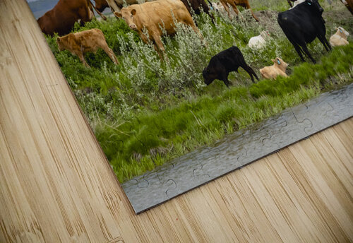 Cattle on a Hill Marc Gilbert Photography puzzle