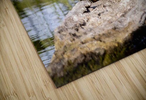 Painted Turtle Marc Gilbert Photography puzzle