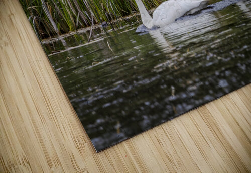 Trumpeter Swans Marc Gilbert Photography puzzle