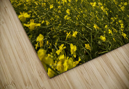 Canola Field Marc Gilbert Photography puzzle