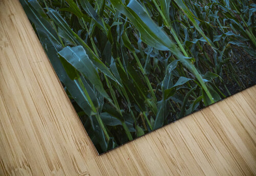 Cornfield at Sunset Marc Gilbert Photography puzzle