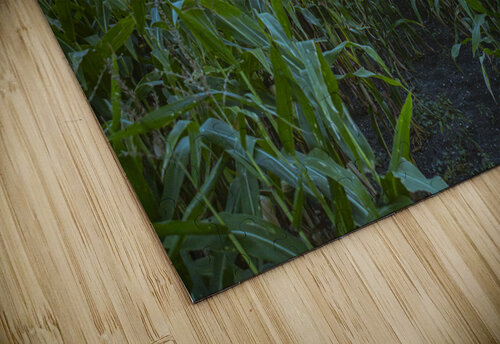 Cornfield at Sunset Marc Gilbert Photography puzzle