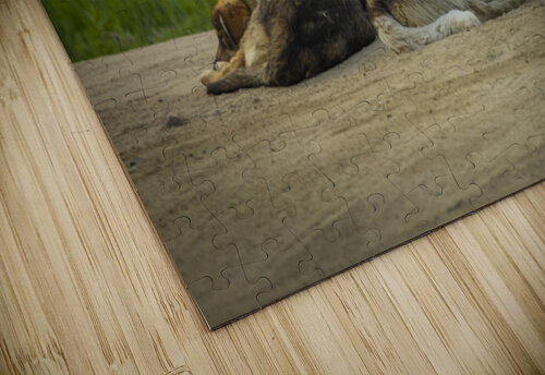 Rez Dogs Marc Gilbert Photography puzzle