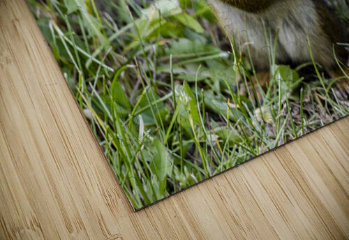 Squirrel  Marc Gilbert Photography puzzle