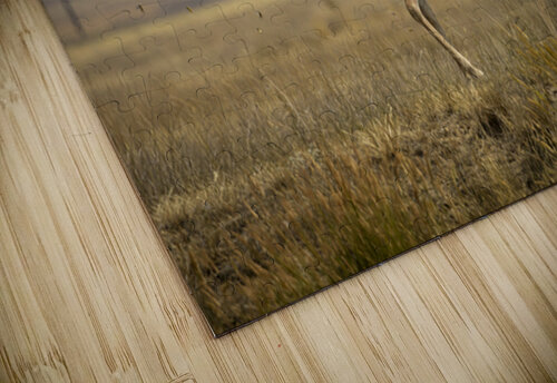 Pronghorn Antelope Marc Gilbert Photography puzzle