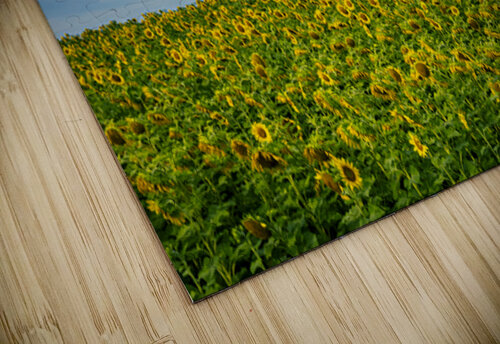 Sunflowers on a Cloudy Day Marc Gilbert Photography puzzle