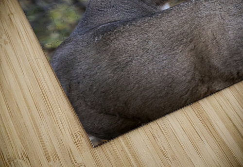 Antlers and Autumn: A Portrait of Natures Beauty Marc Gilbert Photography puzzle