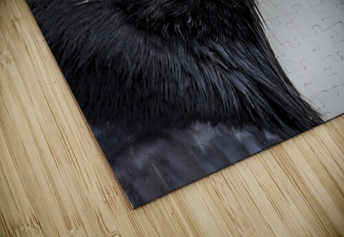 Raven Profile Marc Gilbert Photography puzzle