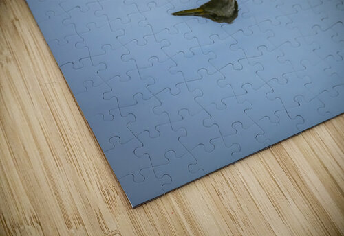 Duck Reflection Marc Gilbert Photography puzzle