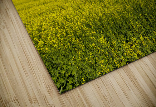 Blue and Yellow Marc Gilbert Photography puzzle