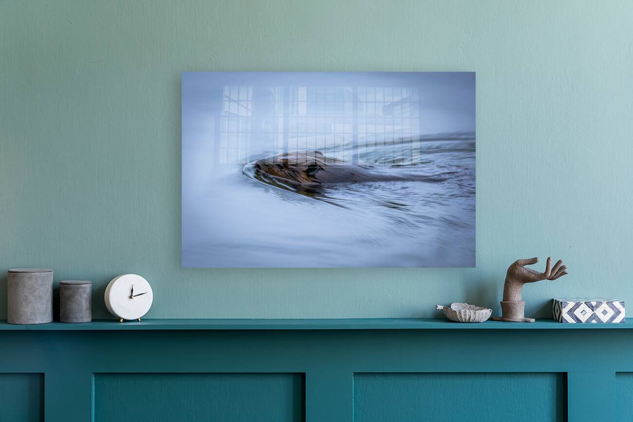 Beaver On still Waters Reproduction