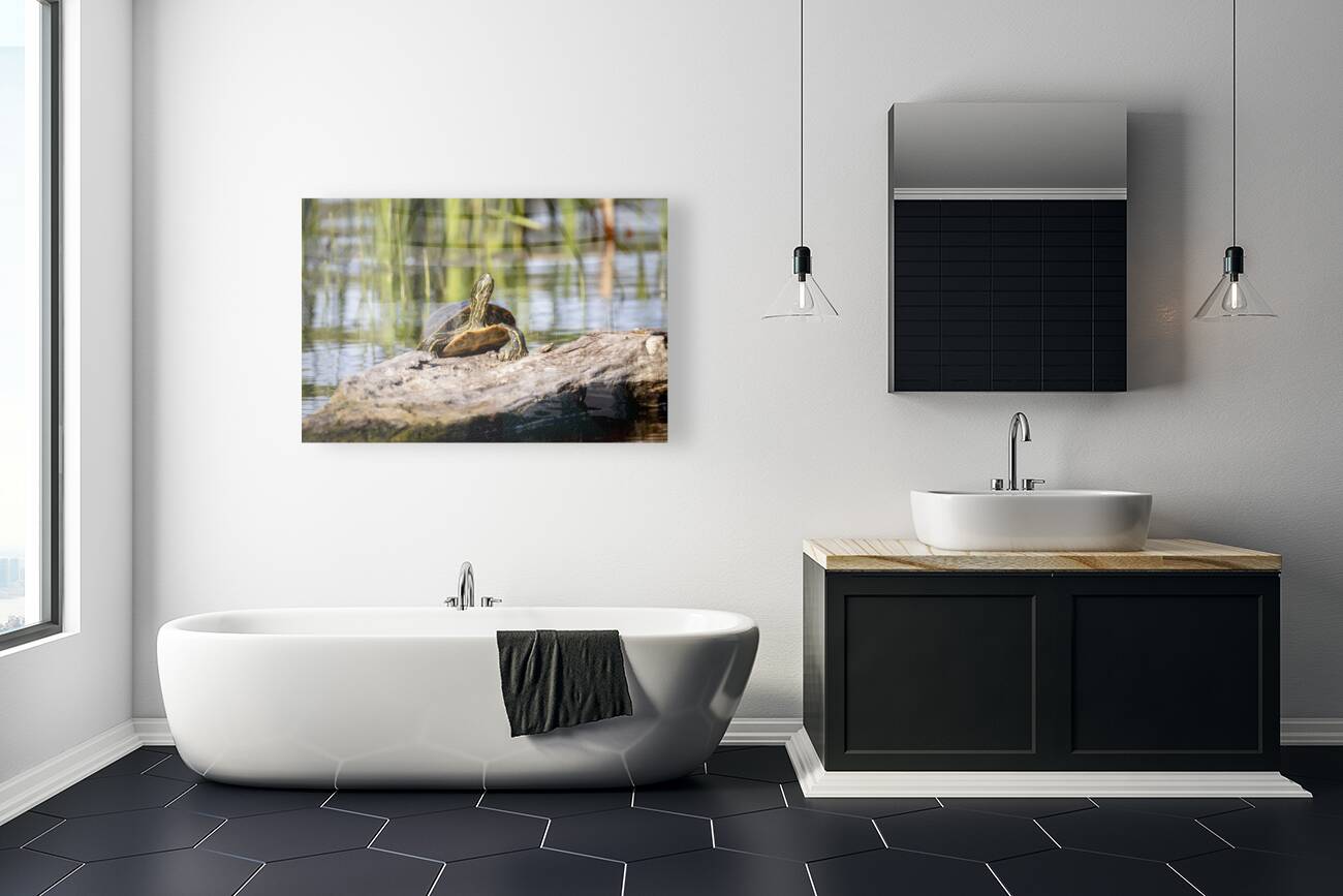 Painted Turtle Reproduction