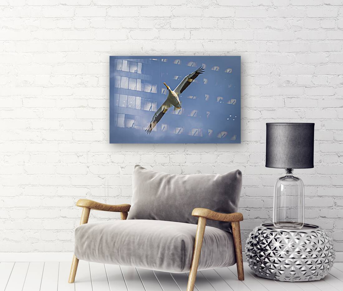 Pelican in Flight Reproduction