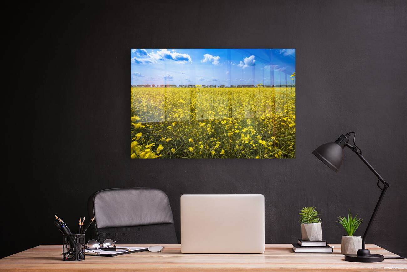 Canola Field Reproduction