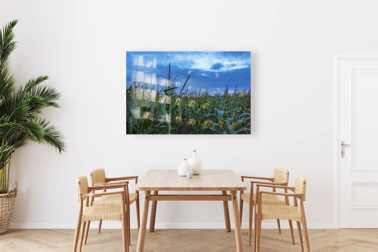 Cornfield at Sunset Reproduction
