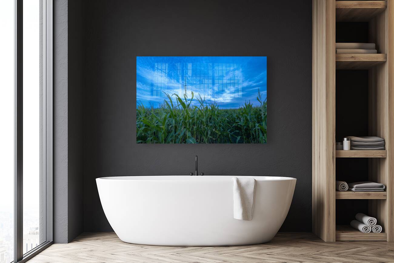 Cornfield at Sunset Reproduction