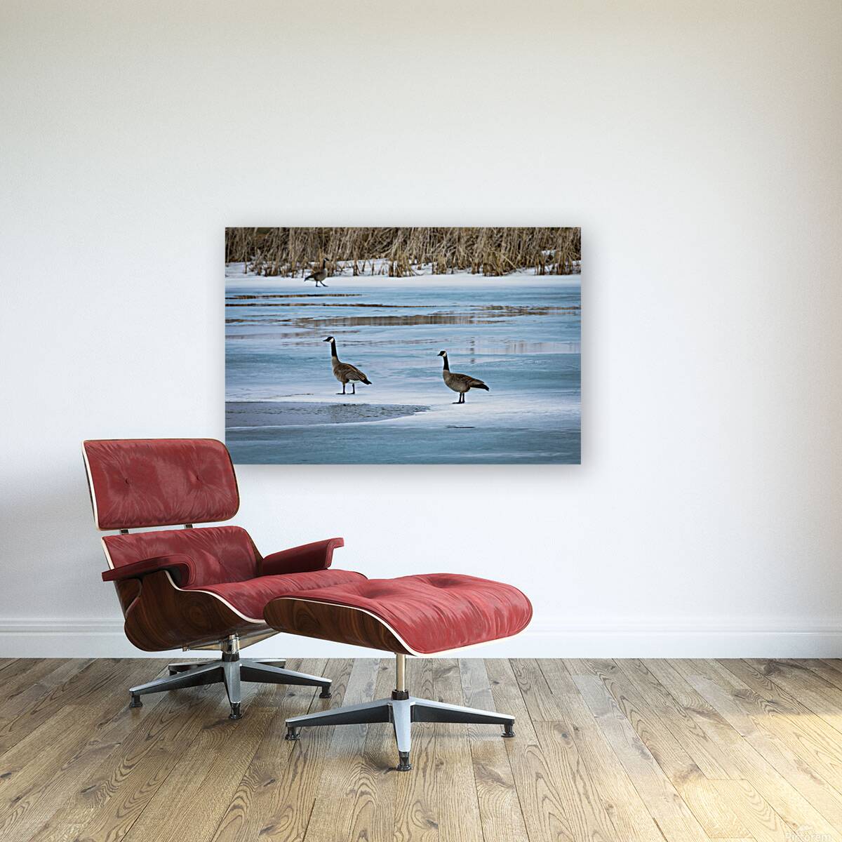 Geese During Spring Thaw Reproduction