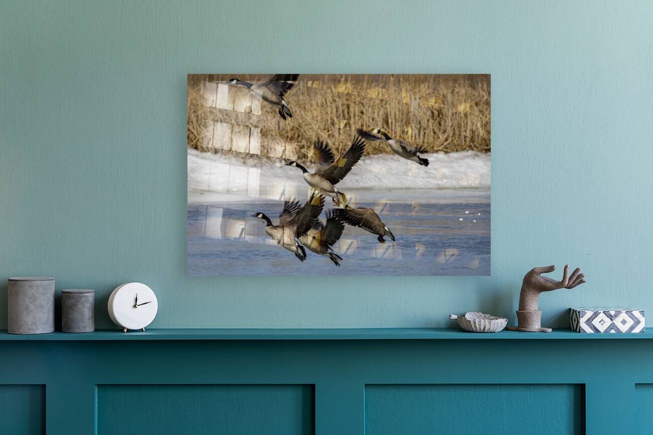 Geese in Flight Reproduction