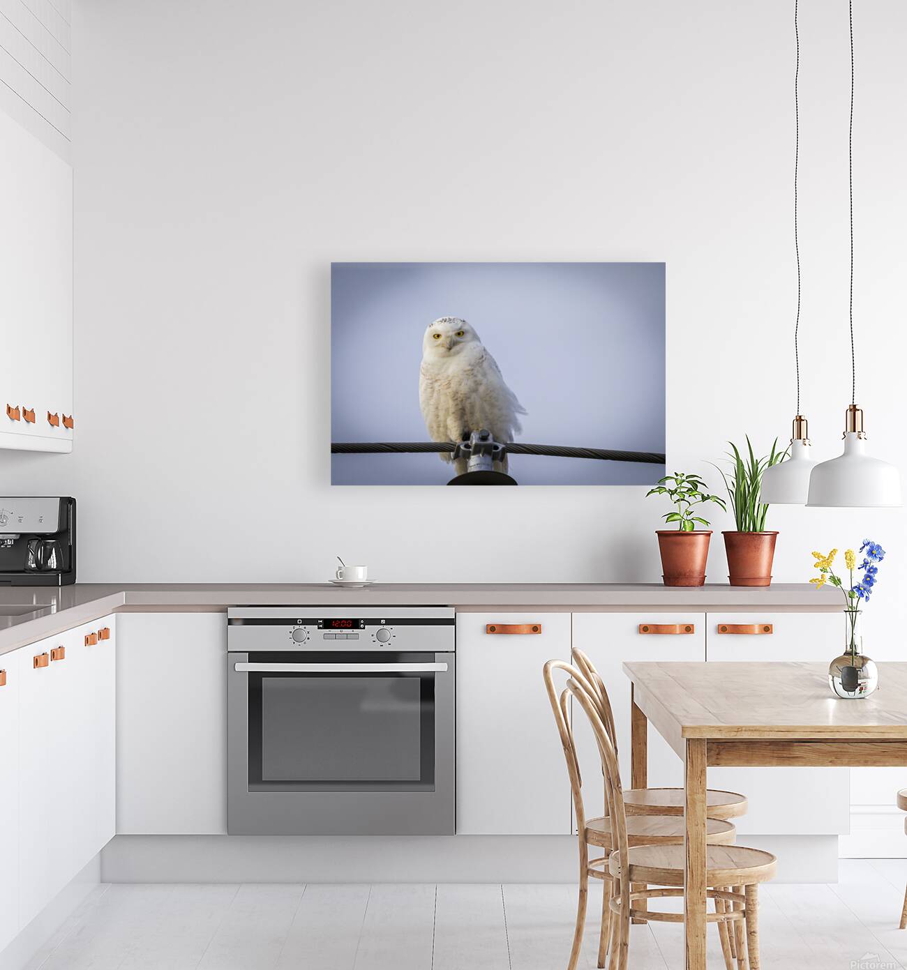 Snowy Owl Reproduction