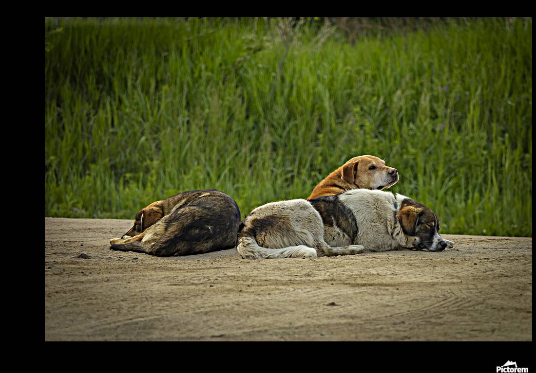 Rez Dogs Reproduction