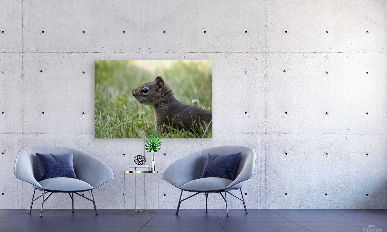 Squirrel Reproduction