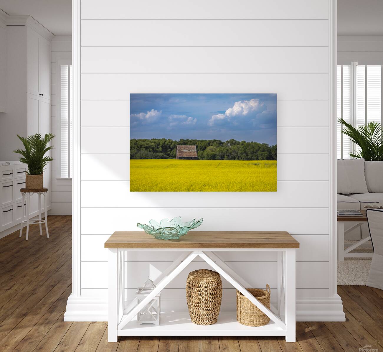 Old Barn and Canola Field Reproduction