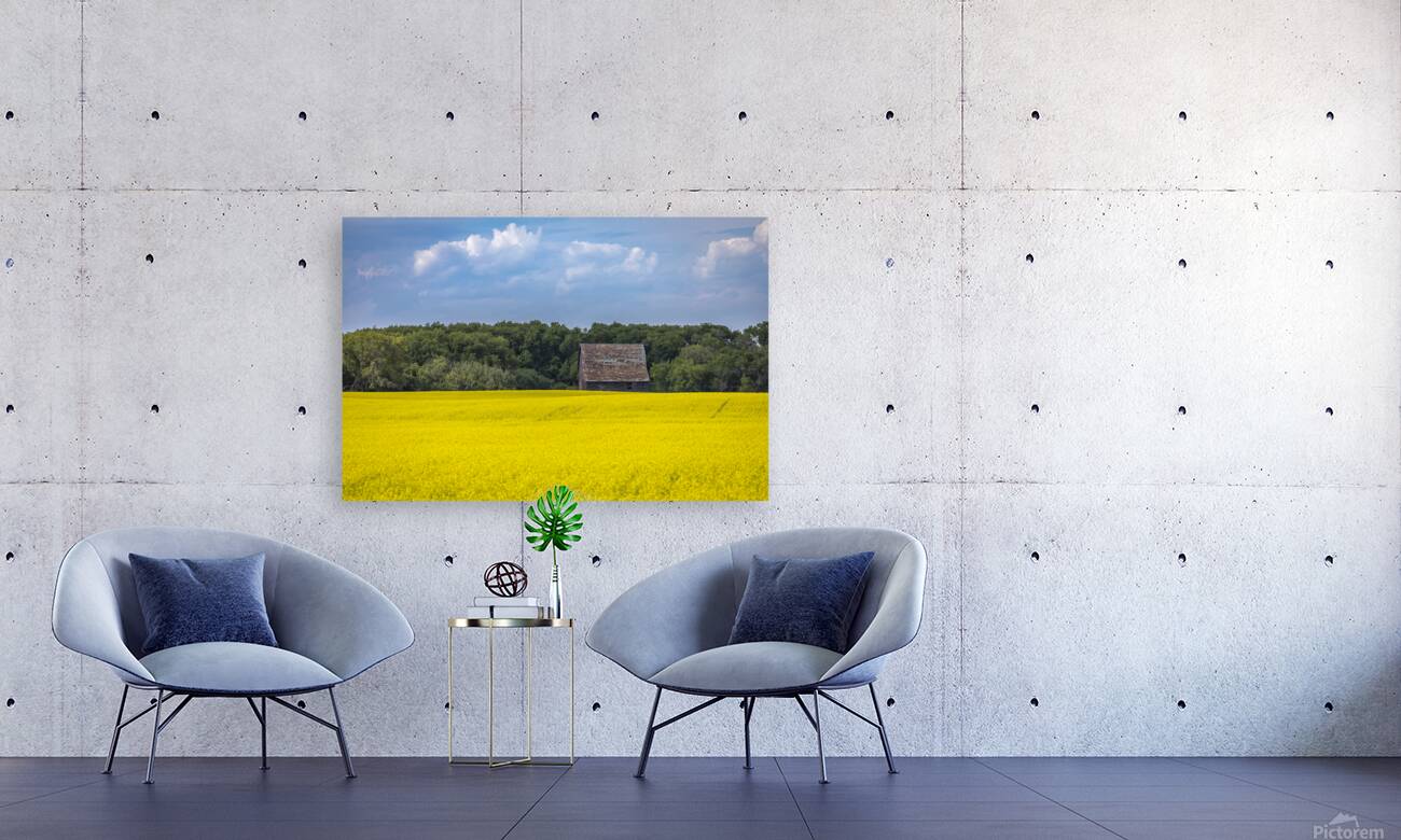 Old Barn and Canola Field Reproduction