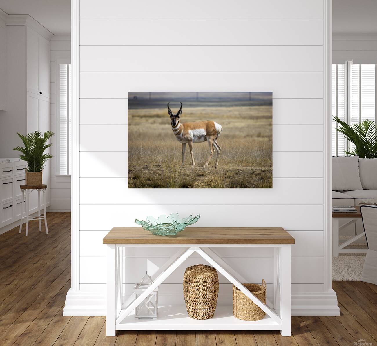 Pronghorn Antelope Reproduction