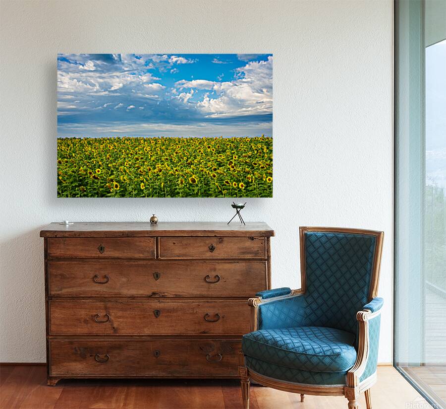 Sunflowers on a Cloudy Day Reproduction