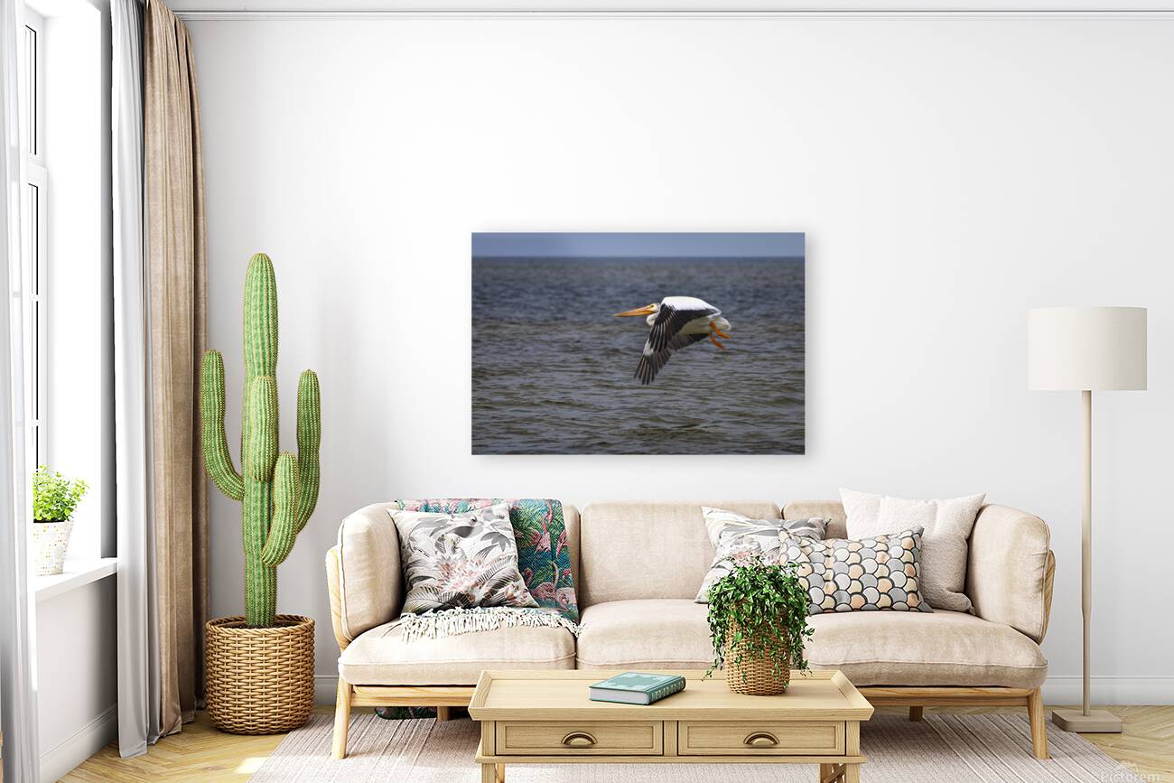 Pelican in Flight Reproduction