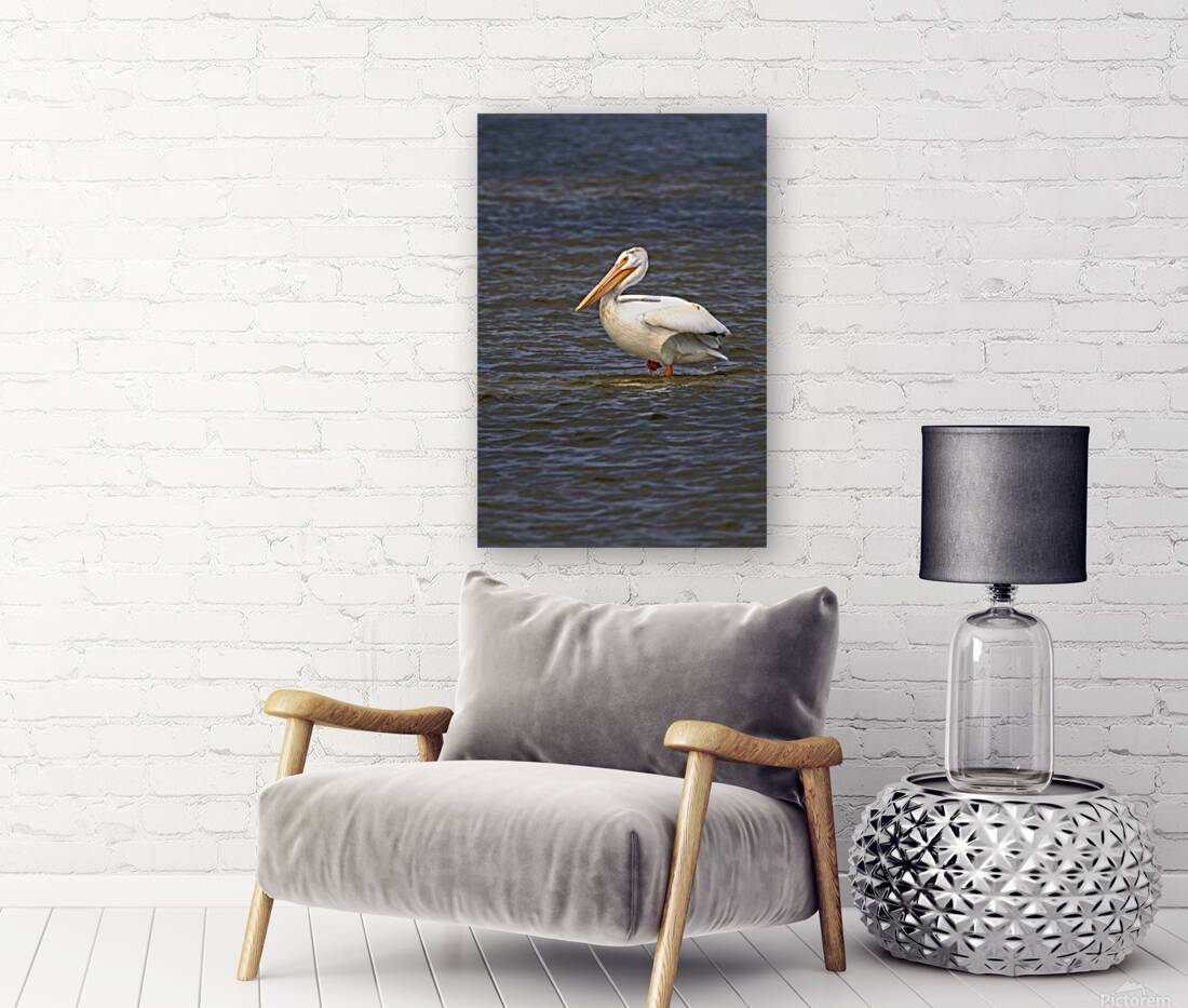 Pelican Contemplation Reproduction