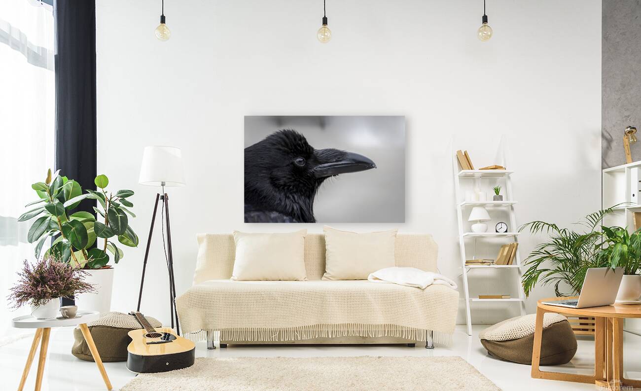 Raven Profile Reproduction