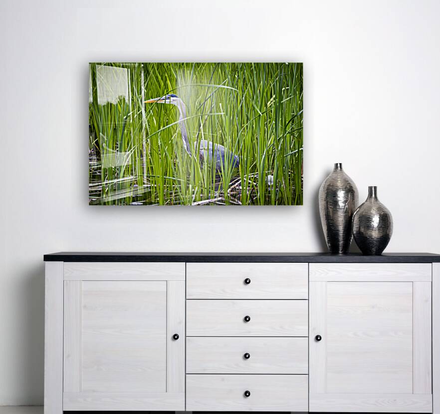 Blue Heron in Tall Grass Reproduction